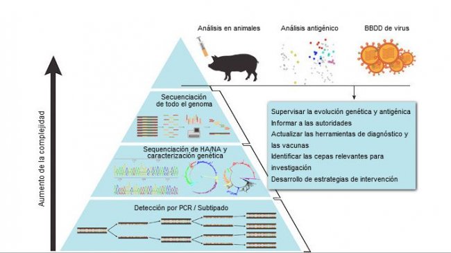 Método sistemático de vigilancia del virus de la influenza A en porcino