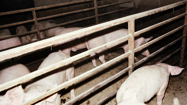 Acute Acpp in the growing pig – depressed, inappetant and dyspnoeic. In the background cyanosis of the ears is evident