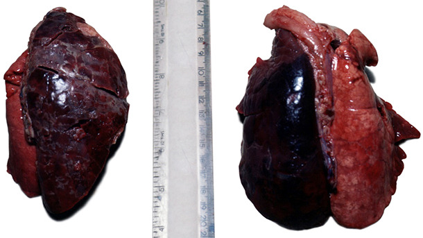 Acute unilateral Acpp from a 2 week old pig