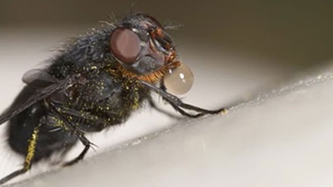 La mosca arroja saliva sobre el alimento para disolverlo y después lo succiona con la trompa