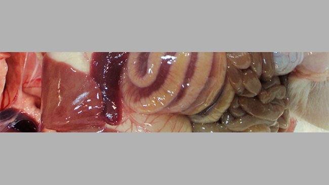 El edema de mesocolon es una lesión típica de los casos de ICD.
