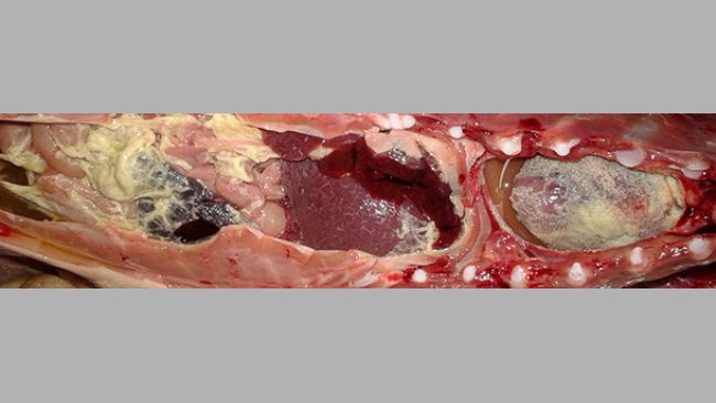 oliserositis fibrinosa en un lechón de transición