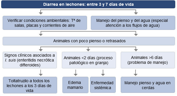 Toma de decisiones ante diarreas en lechones entre 3 y 7días de vida