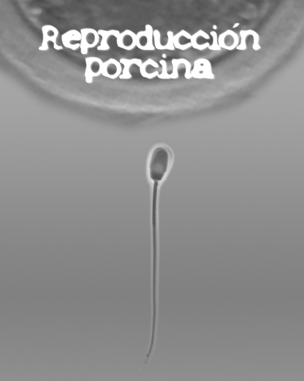 Nueva sección sobre reproducció porcina 1