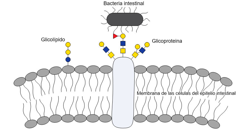 Bacterial-glycan interactions are important to bacterial colonization of the gut, as bacterial molecules adhere to specific glycans on host cells