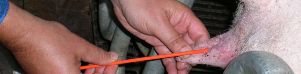 Inseminación post-cervical en cerdas