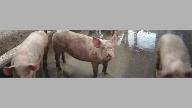 Cerdos de engorde con el corral sucio.