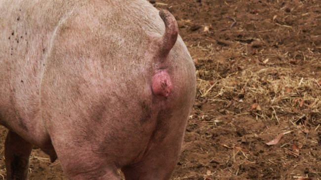Celo en una nulípara sincronizada con altrenogest