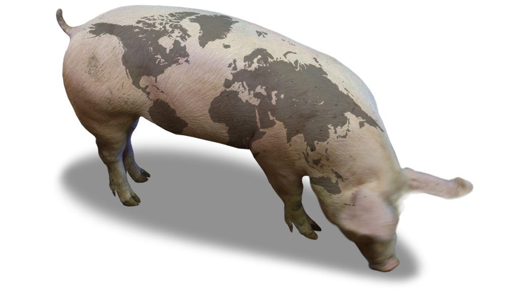 Cerdo con mapa del mundo