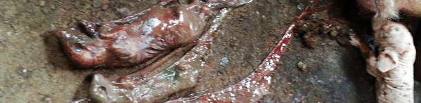 Momias de distinto tamaño por parvovirus y parto adelantado por PRRS en zona de gestación.