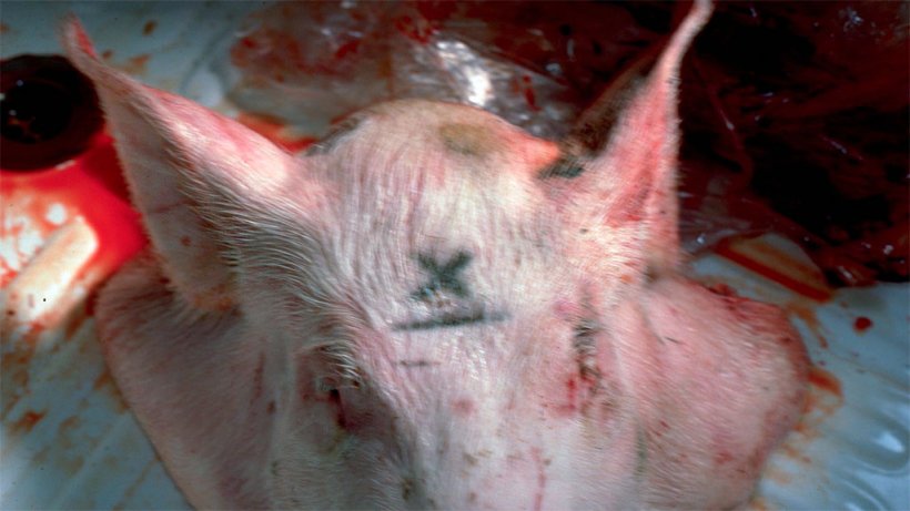 Figura 1. La X marca el punto, aunque en animales adultos es mejor separarse 1 cm de la l&iacute;nea media.
