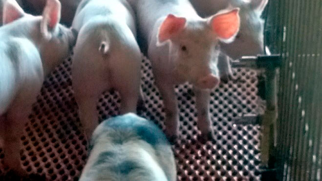Imagen 1. Bebederos de chupete con un &aacute;ngulo incorrecto. El bebedero de chupete debe permitir al lech&oacute;n beber con la cabeza ligeramente inclinada hacia arriba. Cortes&iacute;a: Beltr&aacute;n-Rosas.
