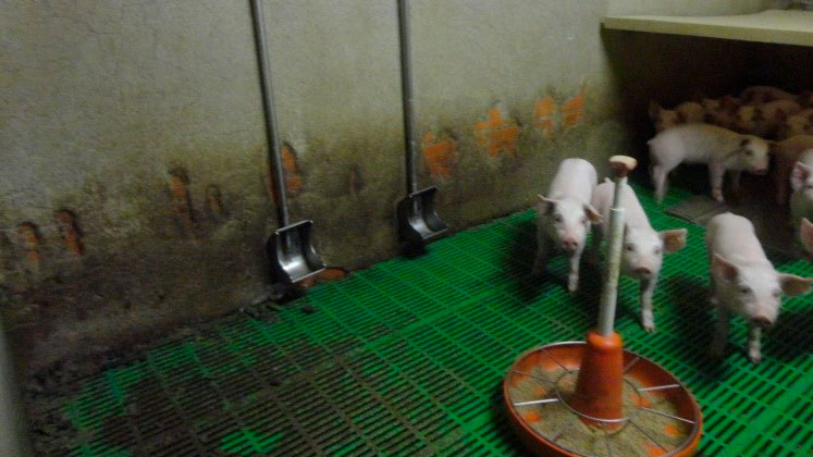 Imagen 3: Bebederos tipo cazoleta. Este tipo de bebederos tienen su principal ventaja en que reducen el desperdicio de agua, reduciendo el pur&iacute;n producido. Por el contrario su correcta colocaci&oacute;n en el corral es imprescindible para evitar que se ensucien.
