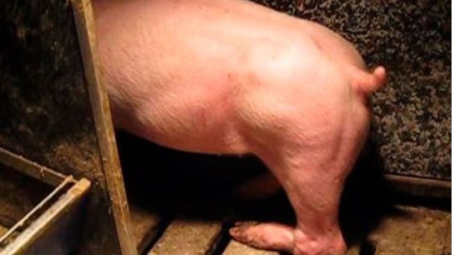Figura 3. Parálisis de la pata trasera como resultado de un nervio dañado al levantar al animal de una pata trasera torciendola.