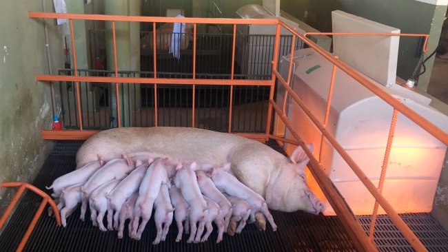 La producción de leche supone el 75 a 80 % de los requerimientos totales de la cerda lactante. (Foto: Instalaciones de investigación, NEPSUI/ UFMG)