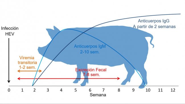 Respuesta a la infección por virus de la Hepatitis E 