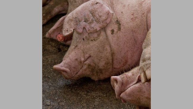 Más de un tercio de la producción ganadera de España se centra en la especie porcina. / Alejandro Arango