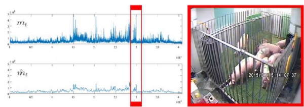 Patrón de movimientos e imagen del grupo de cerdos de los experimentos