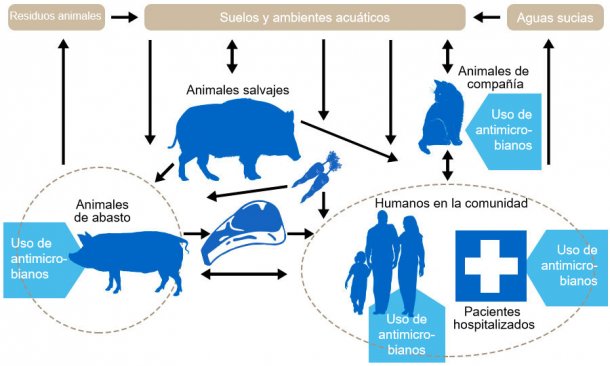 Flujo de determinantes de resistencia a antibióticos entre los de los diferentes reservorios. En azul se indica los puntos donde se administran antibióticos. http://www.effort-against-amr.eu/
