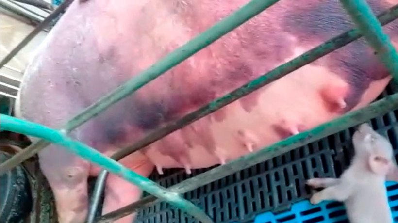 Foto 5. Hemorragias en reproductoras en lactaci&oacute;n.
