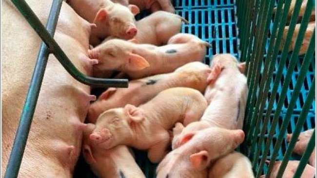 Fotos 1 y 2. Izquierda: camada con falta de ingesta de leche. Derecha: Lechones de baja viabilidad con deficiente ingesta de leche.