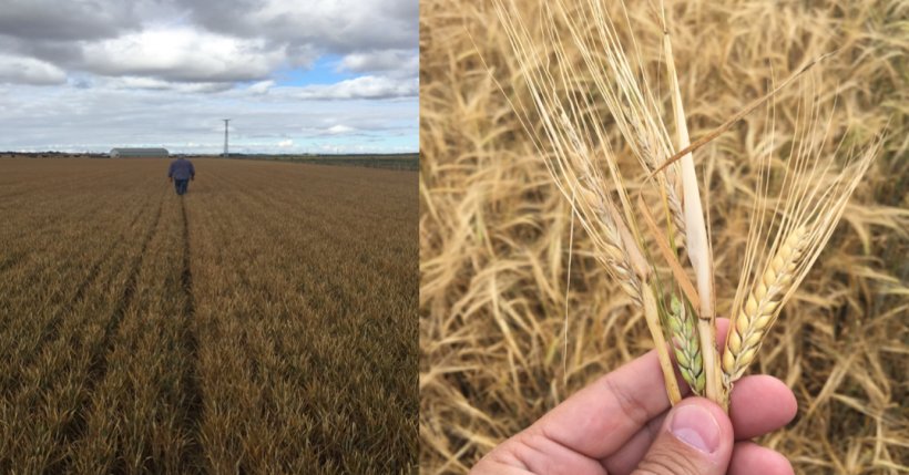 Estado del campo en Castilla y Le&oacute;n, previo a la cosecha. Mal rendimiento como consecuencia de las heladas&nbsp; y el defecto de lluvia.
