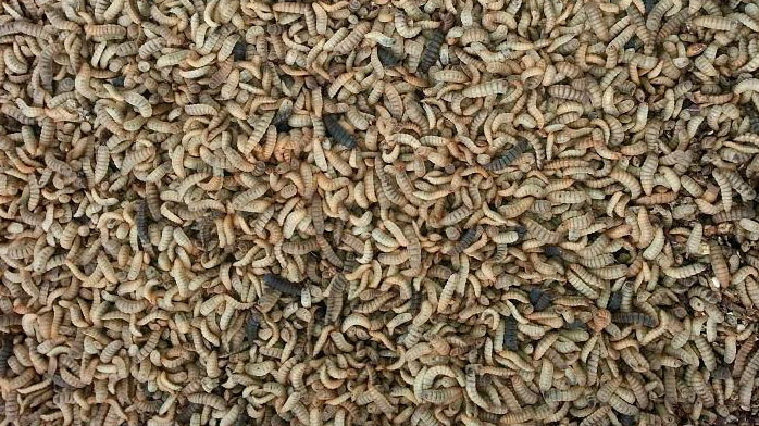 Larvas de black soldier.&nbsp;Fuente: Bioflytech SL
