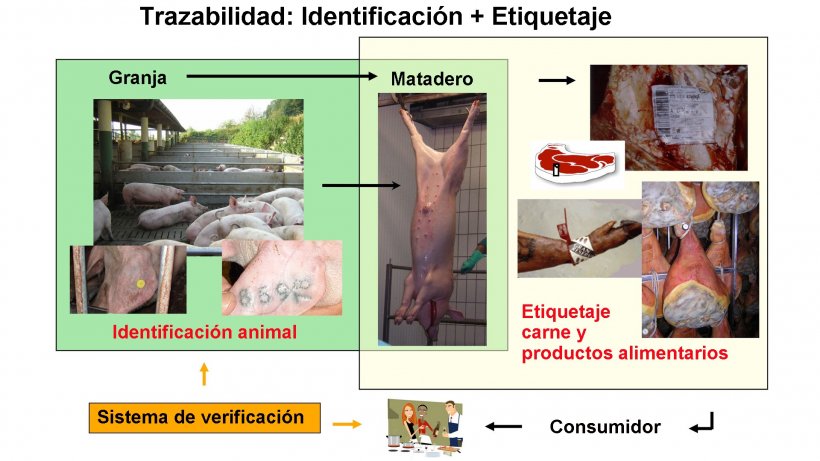 Figura 1. Esquema de la trazabilidad en porcino
