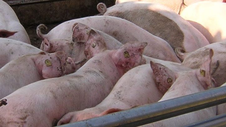 Foto 1. Cerdos de engorde identificados con crotal