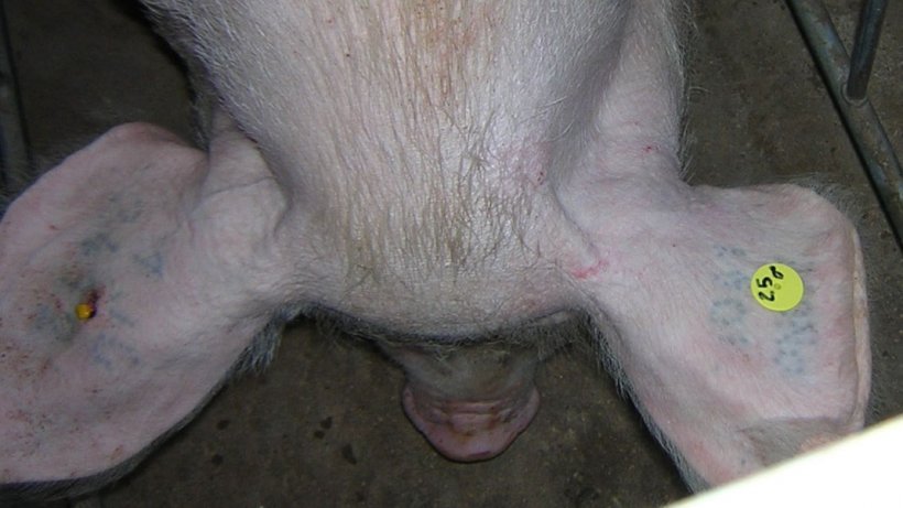 Foto 2. Cerda identificada con un crotal y con tatuajes en ambas orejas
