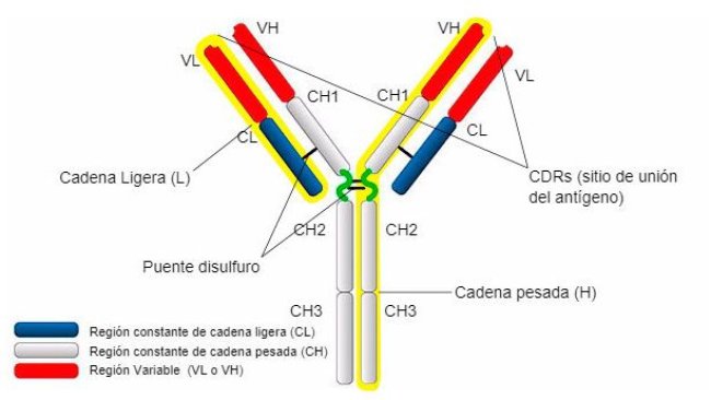 El Sistema Inmunitario Y La Inmunidad En El C lulas Del Sistema Inmune El Sistema Inmunitario Y La Inmunidad En El C lulas Del Sistema Inmune
