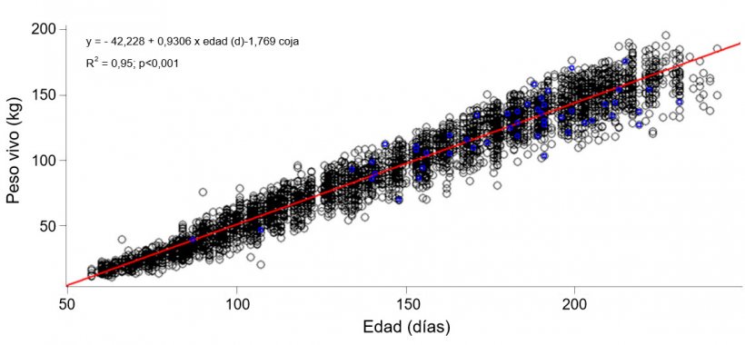 Gráfica 1. Evolución del peso vivo y la edad de las nulíparas cojas (azul) y no cojas (negro)