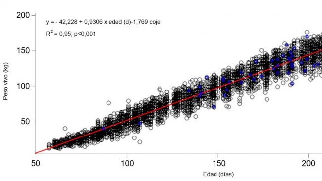 Gráfica 1. Evolución del peso vivo y la edad de las nulíparas cojas (azul) y no cojas (negro)