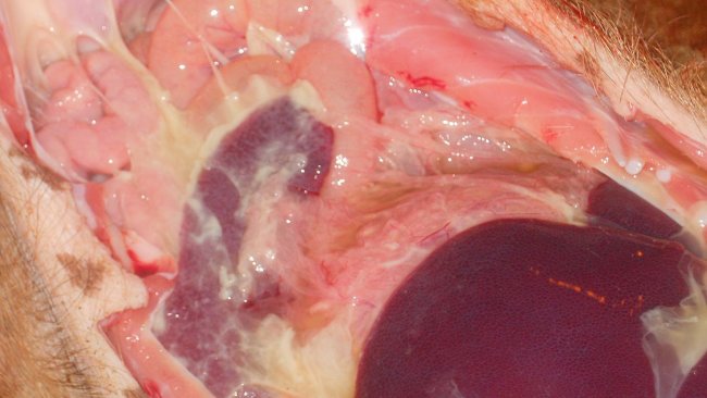 Poliserositis observada en enfermedad sistémica por M. hyorhinis