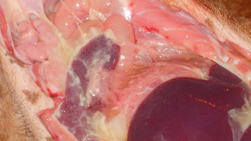 Poliserositis observada en enfermedad sist&eacute;mica por M. hyorhinis
