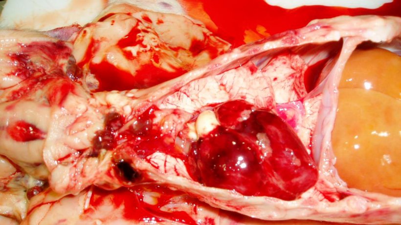 Figura 7. El coraz&oacute;n del lech&oacute;n de la Figura 3. Observe las hemorragias petequiales en el coraz&oacute;n y los linfonodos&nbsp;hemorr&aacute;gicos.
