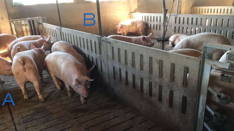 Foto 2. Corral para entrenar a las primerizas para entrar y salir de la estaci&oacute;n de alimentaci&oacute;n. El lado A s&oacute;lo tiene bebederos y en el B est&aacute; el comedero. Para animar a que las cerdas pasen de un lado a otro, el pienso se coloca de un lado (B) y en el lado A s&oacute;lo hay bebederos.
