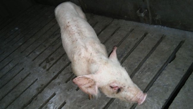 Figura 4. Lechón en el destete con estrés respiratorio y retraso en el crecimiento.