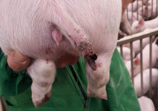 Figura 1. Una lesi&oacute;n grave en un cerdo de casi 15 kg en la que incluso se produjo la p&eacute;rdida de una parte de la cola.
