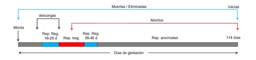 Gráfico 1: Días de gestación de la cerda y posibles pérdidas de cubrición a parto.