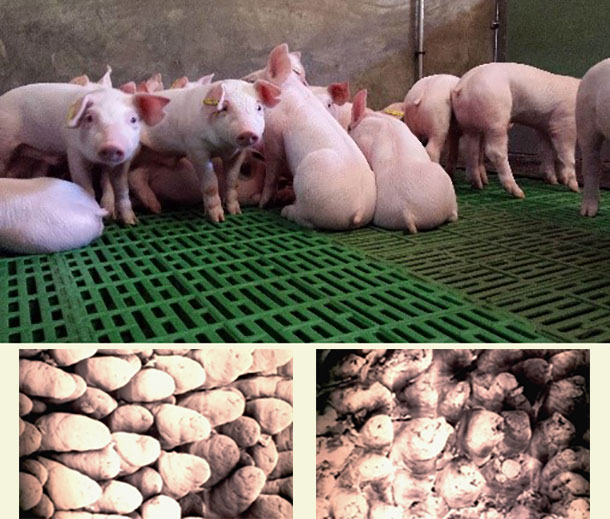Foto 1.&nbsp; El ayuno post destete resulta en un acortamiento de las vellosidades intestinales del lech&oacute;n, dificultando la absorci&oacute;n de los alimentos y favoreciendo la aparici&oacute;n de diarreas.
