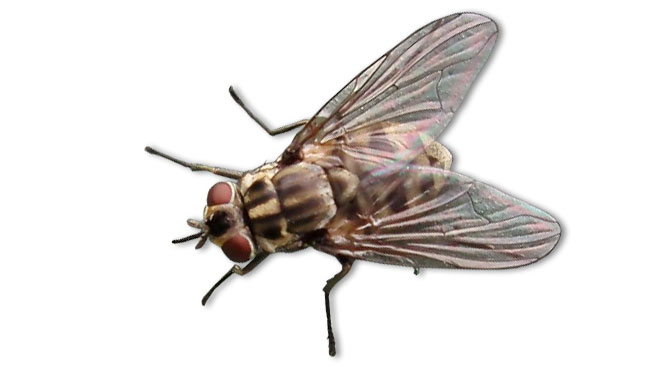 PPA: ¿las moscas pueden transmitir el virus a los cerdos ...