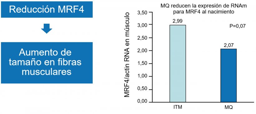 Figura 1. La reducci&oacute;n del factor nuclear MRF4 incrementa el crecimiento muscular (hipertrofia).
