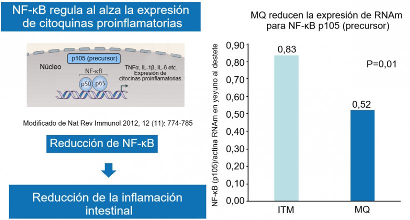 Figura 2. La reducci&oacute;n del factor nuclear NF-&kappa;B reduce la inflamaci&oacute;n intestinal.
