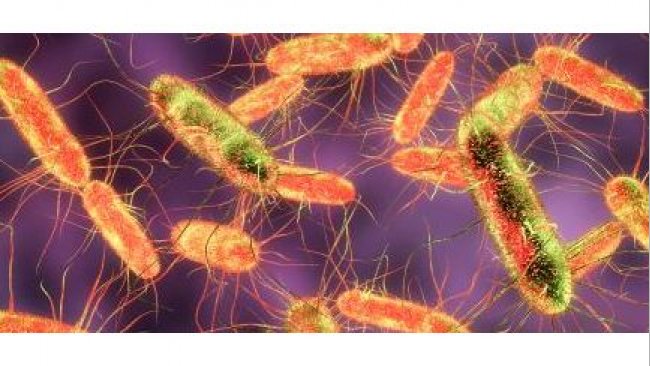 salmonella