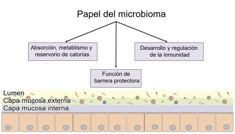 Funciones del microbioma:barrera intestinal, digesti&oacute;n y metabolismo de nutrientes y regulaci&oacute;n de la inmunidad.
