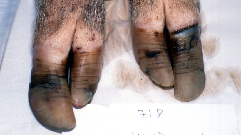 Figura 6. Patas posteriores de una cerda de segundo parto alojada al aire libre con un crecimiento excesivo y desigual de pezunas con divisiones horizontales.
