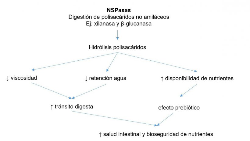 Mecanismo acción de las enzimas exógenas. Las enzimas exógenas tienen actividad prebiótica al hidrolizar polisacáridos no amiláceos a oligosacáridos utilizables por determinadas bacterias. Adaptado de Sinha 2011