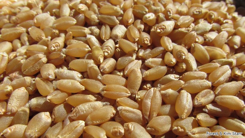 Granos de trigo blando (Triticum aestivum). Foto de Forest &amp; Kim Starr.
