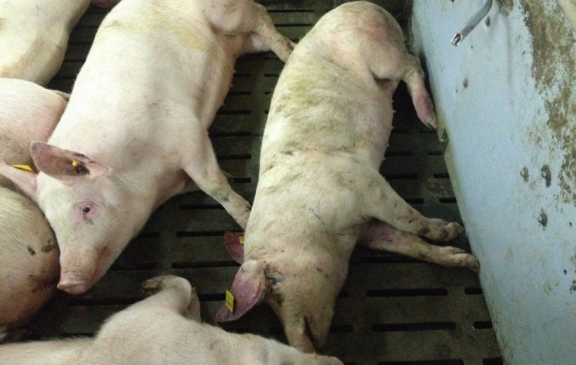 Cerdo infectado por PPA 14 d&iacute;as despu&eacute;s de la detecci&oacute;n de la enfermedad. Lesiones hemorr&aacute;gicas en la punta de la oreja y la parte distal de la pata trasera.
